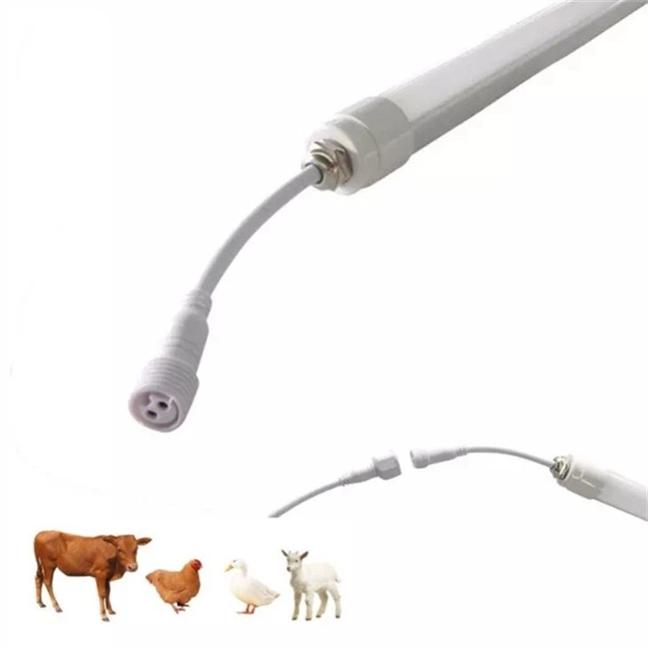 Milk Cow Nurturing Light